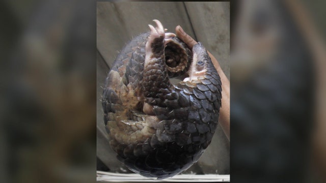 What is a pangolin?