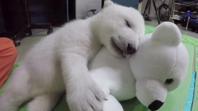 Abandoned polar bear cub gets lots of love