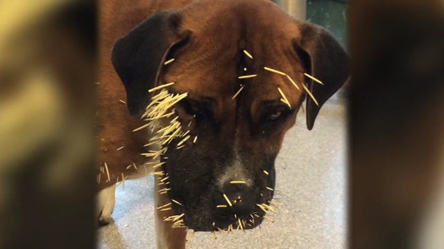 Missing dog survives encounter with porcupine