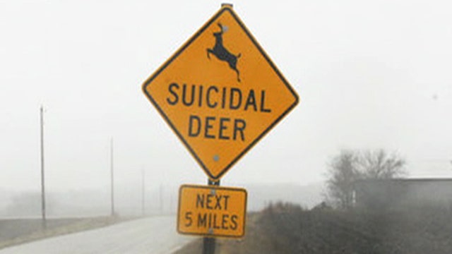 Kennedy's Topical Storm: Suicidal deer warnings