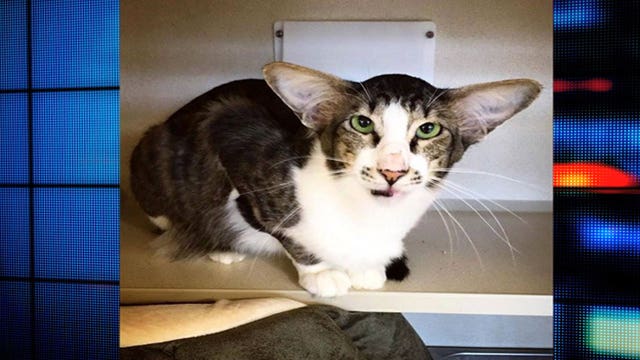 Homeless cat looks just like 'Star Wars' actor