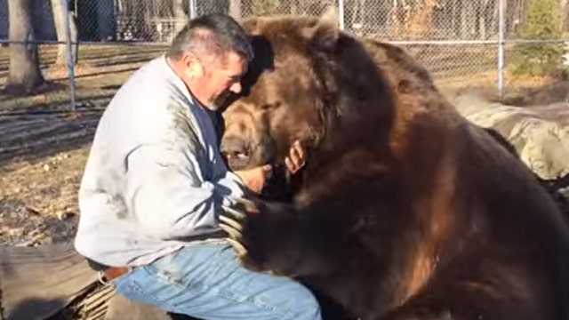 Volunteer cuddles 1,500-pound Kodiak bear