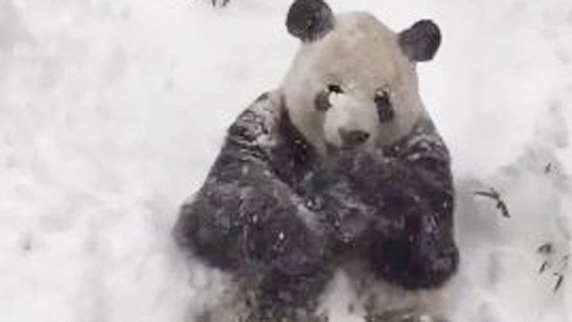 Panda bear's adorable reaction to snow