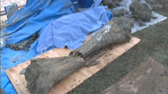 Mammoth bones discovered under college construction site