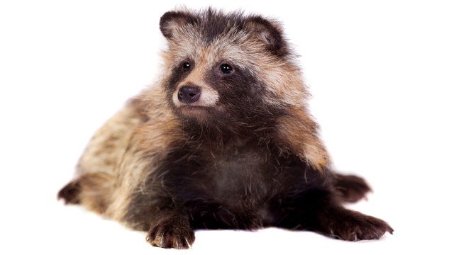 This is not a raccoon