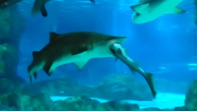 Shark swallows fellow shark whole in Seoul aquarium