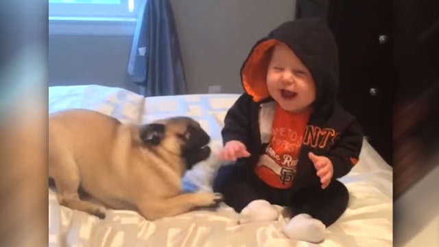 Baby can't stop laughing while playing with pugs