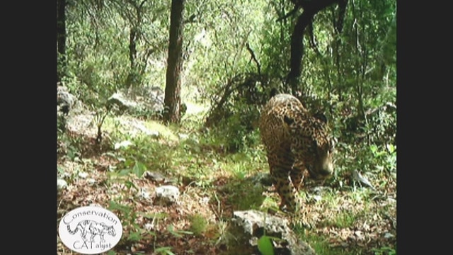 Jaguar roams mountains in Arizona