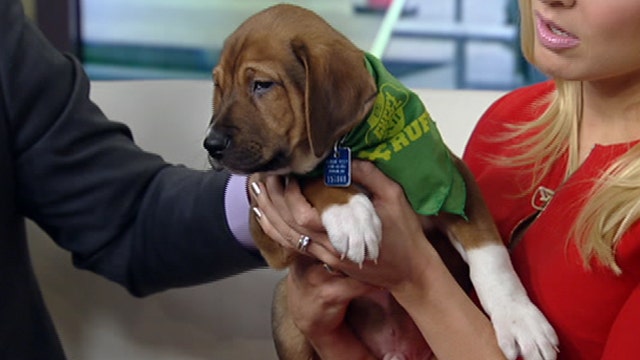 After the Show Show: Puppy Bowl