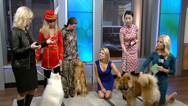 After the Show Show: The American Kennel Club