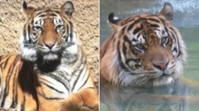 Male tiger kills mating partner at Sacramento Zoo