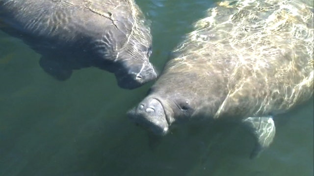 Looming federal regulations worry manatee tour operators