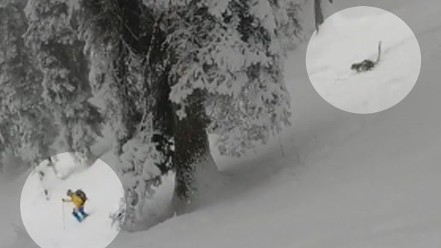 Snow leopard surprises skiers