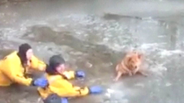 Heroes brave frigid water to save pup that fell through ice