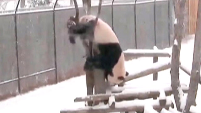 Clumsy panda falls out of tree after getting stuck