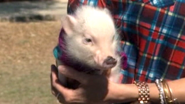 The pros and cons of owning micro pigs as pets