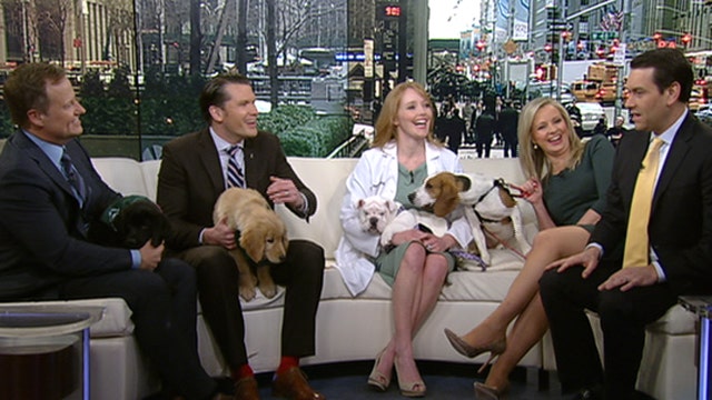 After the Show Show: Dog adoption