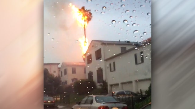 Lightning strike sets palm tree ablaze