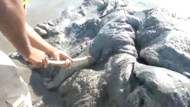 Mysterious sea creature washes up on Acapulco beach