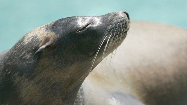 Sea lion pups suffer in warmer El Nino waters