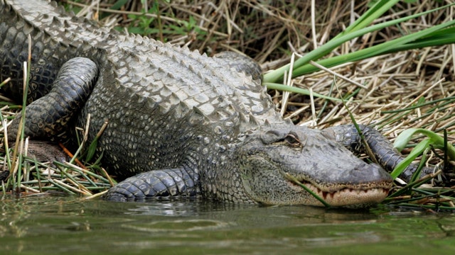 Alligator sighting closes popular trail near Atlanta