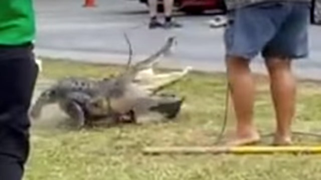 Angry alligator closes school, fights trapper