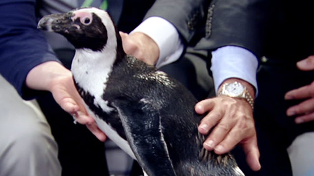 After the Show Show: Penguins