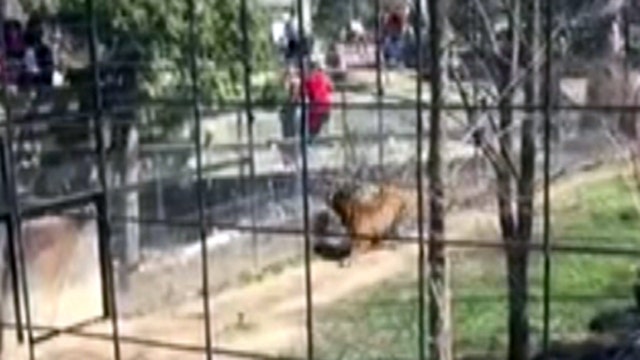 'You're a moron': Woman jumps into tiger exhibit to grab hat