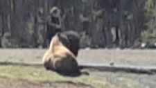 042016_park_bison2_1280.jpg?tl=1&ve=1