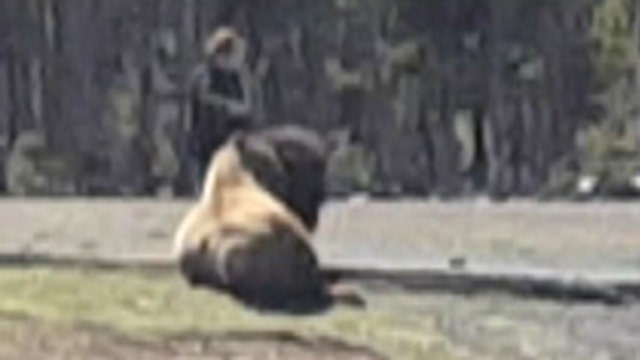 MOST WATCHED: Shocked park visitors watch woman pet bison