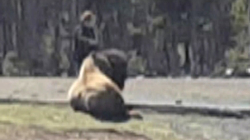 Raw video: Tourist's close encounter with wild animal at Yellowstone National Park