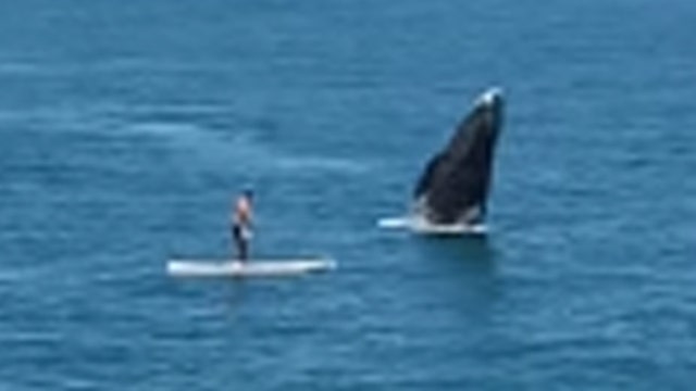 'Holy cow!' Whale surprises paddle boarder