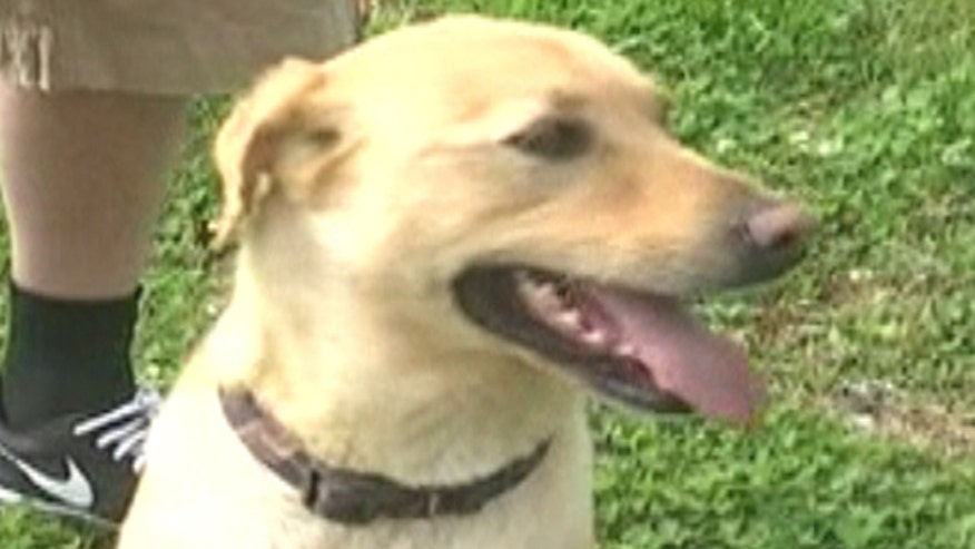 south carolina family finds dog 2 years later at animal south carolina family finds dog 2 years later at animal