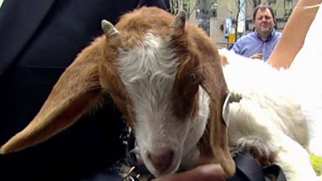 After the Show Show: Goats for an Old Goat