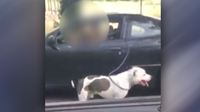 Outrage over video of owner walking dog from her car