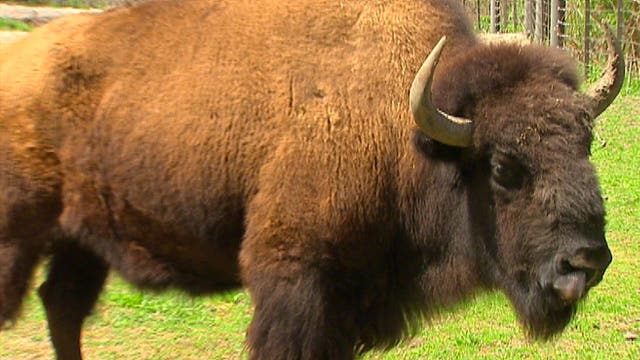 Inside the push to make the bison America's national mammal