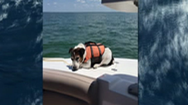 Fox Flash: Fishing boat rescues dog lost at sea
