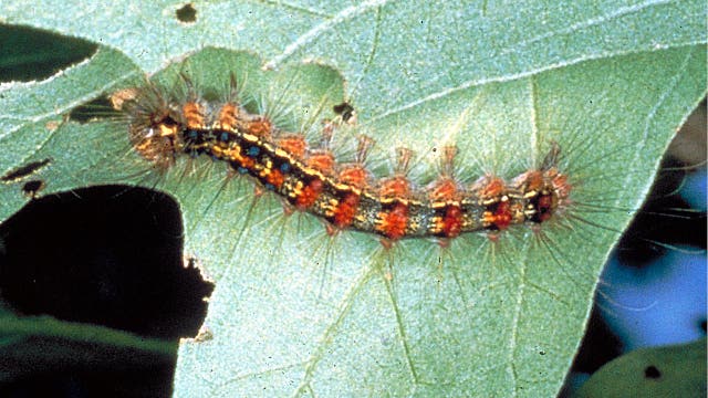 Philadelphia neighborhood faces caterpillar invasion