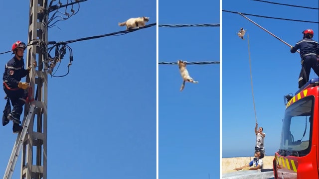 Cat tightropes on wire to avoid rescue, dangles, falls