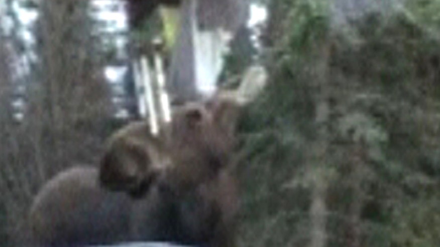 A Wild Tune Alaska Moose Harmonizes With Home S Wind Chimes Fox Raw Video Woman In Alaska Films Curious Animal Playing Chimes
