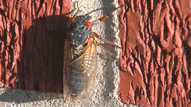 Periodical cicadas overrun family home