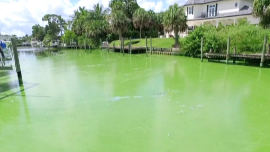 Florida man worried about wildlife living in water near home