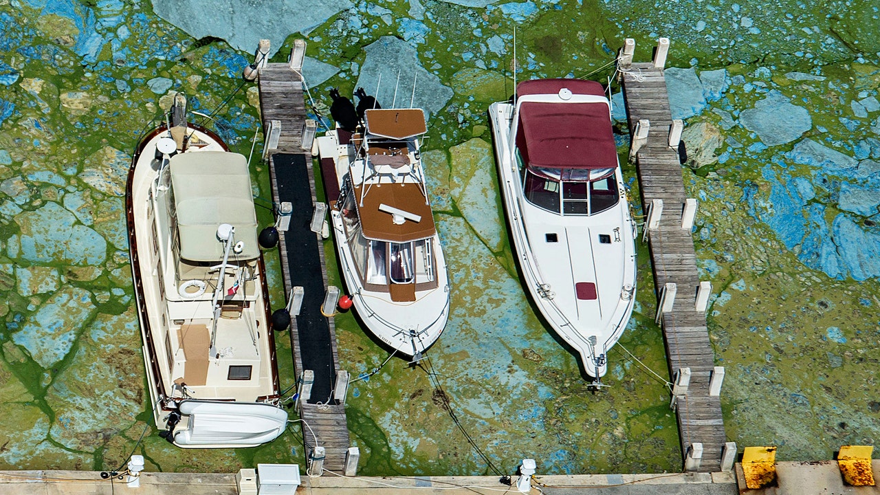 Trump, Clinton race for Florida votes could hinge on ... algae