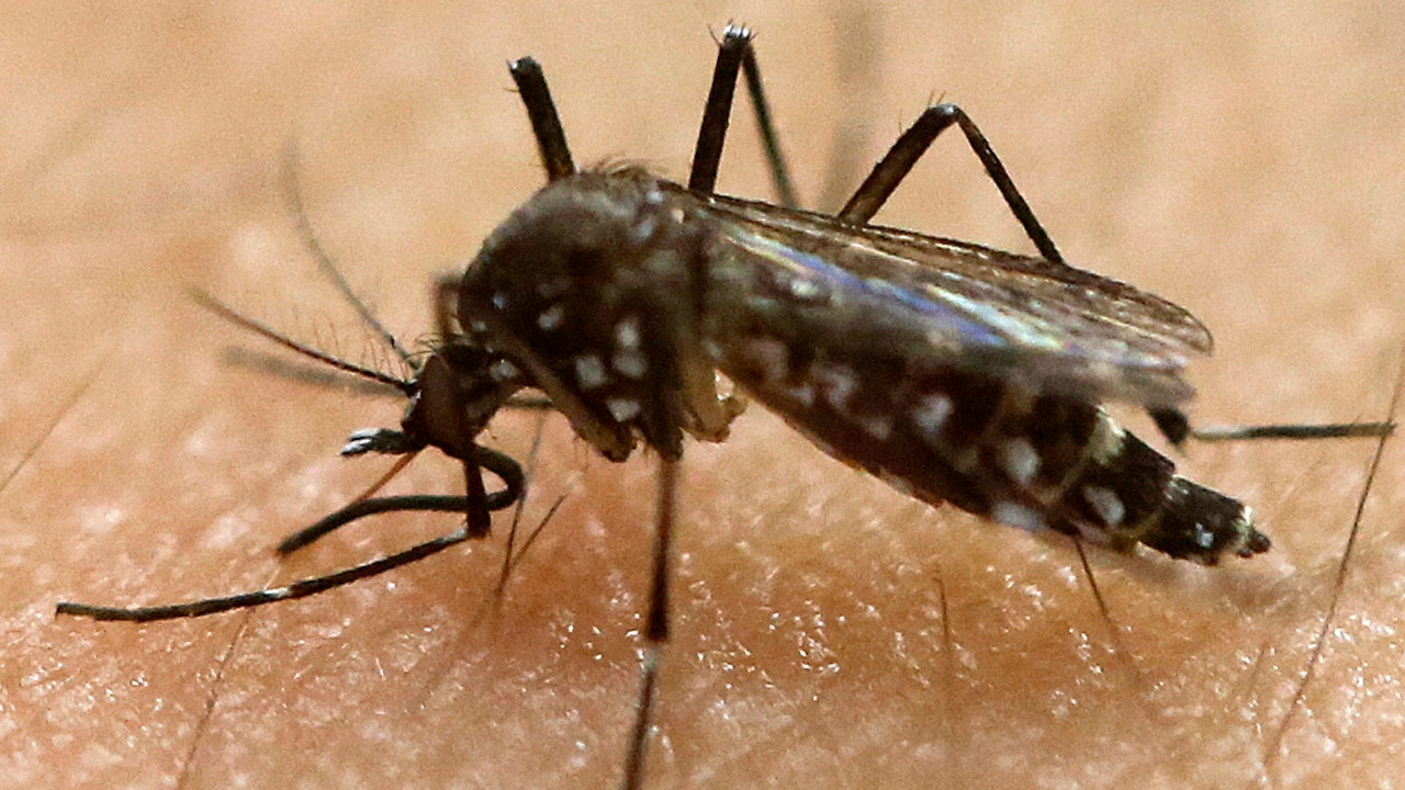 FDA approves releasing GMO mosquitoes to fight Zika in Florida Fox News