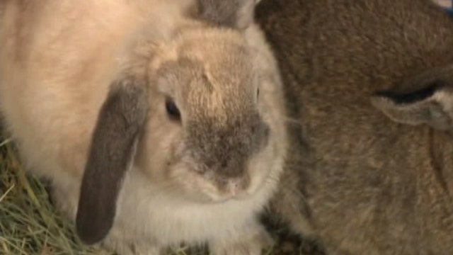 Rescuers search for bunnies abandoned in park, left to die