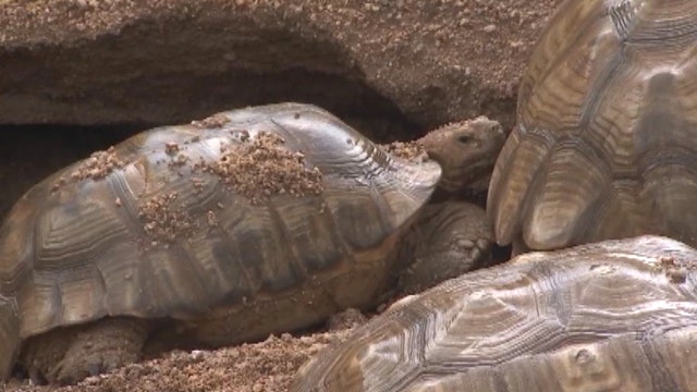Staff scrambles to save burrowing tortoises from flash flood