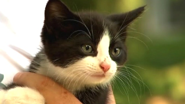 Stowaway kitten found near car engine after 200-mile trip
