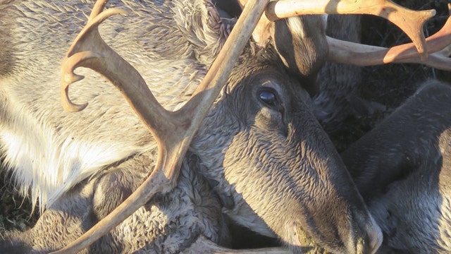 Mass reindeer killing puts Christmas in jeopardy?