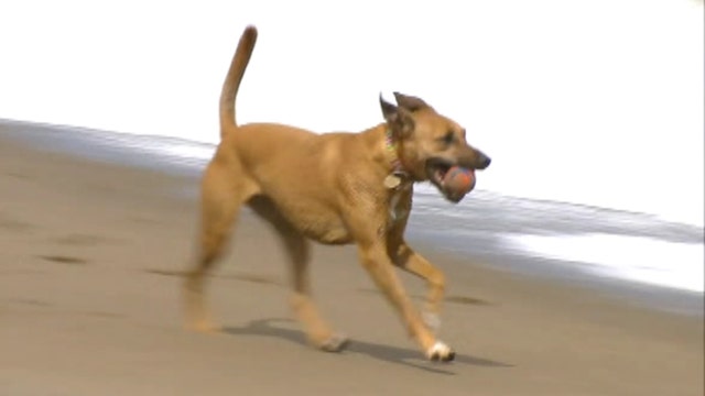 Dog owners in SF fighting national park leash plan