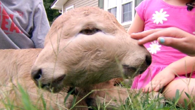 Two-faced calf turning heads in Kentucky